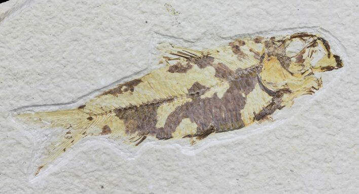Knightia Fossil Fish - Wyoming #59804
